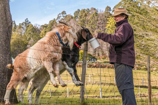 cara ternak kambing pemula
